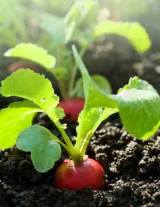 Testing the Health of Garden Soil Image